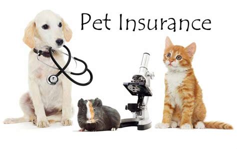 How much does pet insurance cost? Pet Insurance Cost: Everything You Need to Know | Atbuz
