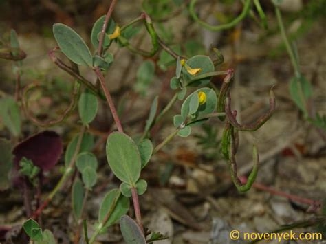 Image Collection Of Wild Vascular Plants Coronilla Scorpioides