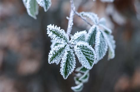 Bakgrundsbilder Landskap Träd Natur Skog Gren Snö Kall Vinter