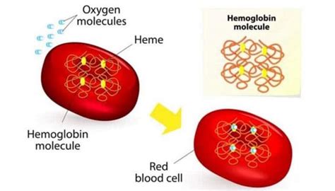 Pengertian Hemoglobin Hb Fungsi Struktur Kadar Pembentukan Dan