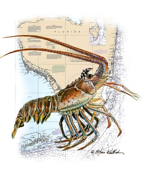 Chart Art Lobzilla Fl Spiny Lobster Spiny Lobster Lobster Art