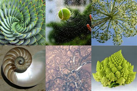 Biophilic Design The Shape Of Nature A Designer At Heart Interior