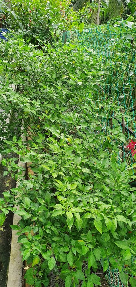Tumbuhan halia ini dipercayai telah lama ditanam di india sejak zaman silam lagi dengan nama. Warisan Petani: Tanam Pokok Cili Kampung