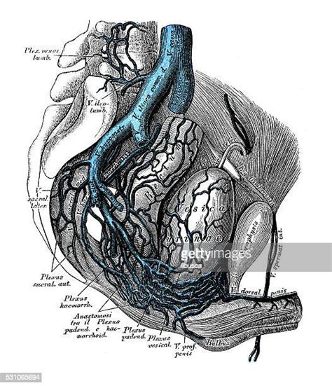 Groin muscles diagram diagram of groin aponeurosis from sscsantry groin project medical. Human Groin Stock Illustrations And Cartoons | Getty Images