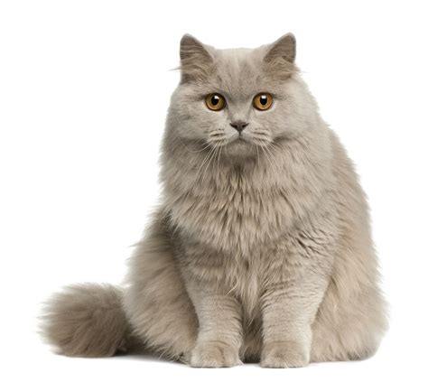 Cat Figurine Png Image With Transparent Background To