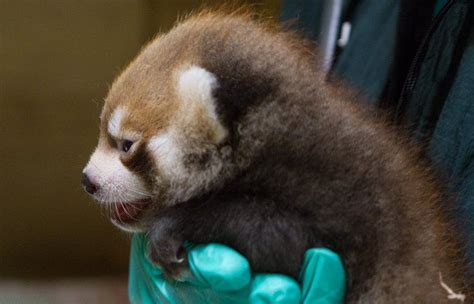 Check Out The Tiny Red Panda Cubs That Have Opened Eyes For First Time
