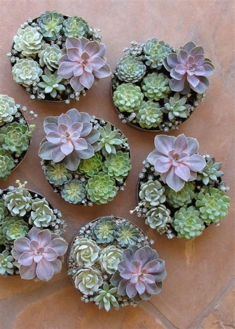 The saguaro cactus facts 10: 10 Interesting Facts About Succulents