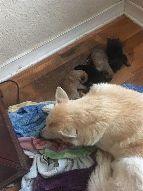 Sansa And Cash Colorado Wolf Hybrid Pups