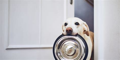 Why Are Dogs Always Hungry Concerns Normal Appetite And Faq