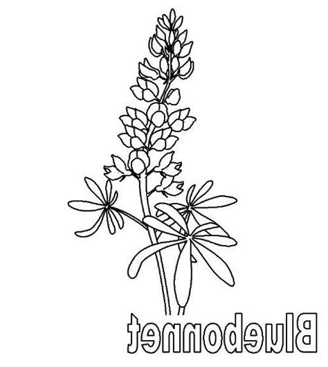 32 paul s first missionary journey coloring page in 2020 flower. Bluebonnet Coloring Page at GetColorings.com | Free ...