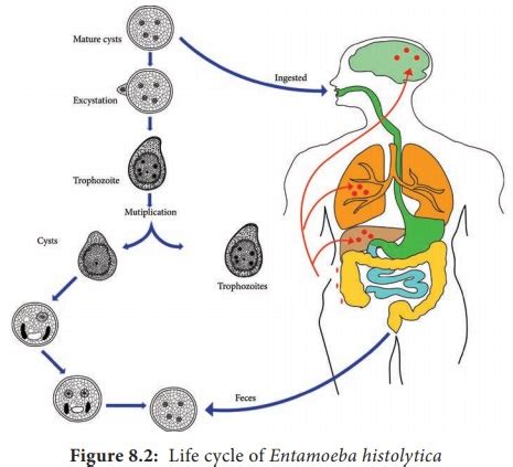 Intestinal Amoeba Entamoeba Histolytica Geographical Distribution