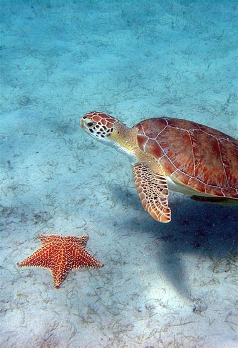 Marine Turtle Project Summaries Us Fish And Wildlife Service