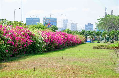 Giấy đi đường là căn cứ để người lao động làm thủ tục cần giấy đi đường là chứng từ quan trọng để cán bộ, công nhân viên thanh toán khi hai bên phát sinh giao dịch mua bán hàng hóa lẫn nhau thì kế toán thường lập biên bản bù trừ công nợ. Hoa giấy bên sân Trường | Đại học Tôn Đức Thắng