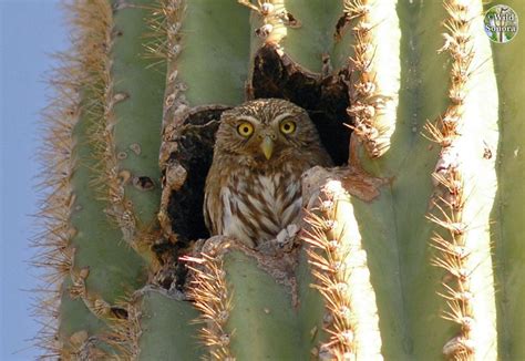 The elf owl feeds almost entirely on insects and other invertebrates, which become harder to find in cold weather, so it migrates south into mexico for the on moonlit nights in late spring, its yapping and chuckling calls (surprisingly loud for the size of the bird) echo among the groves of giant cactus and. Cactus ferruginous pygmy-owl in saguaro | Eule, Tiere
