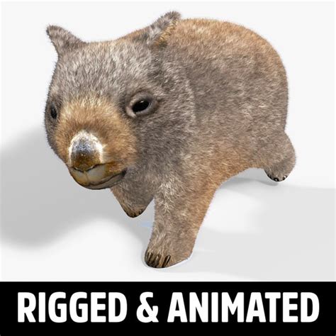 Wombat 3d Modelos Para Baizar Turbosquid