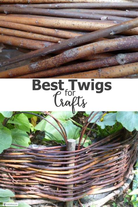 Best Twigs For Crafts Choose The Right Tree For Your Crafts