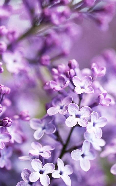 25 Greatest Flower Wallpaper Aesthetic Purple You Can Get It Without A