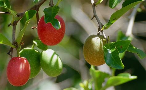 Smooth Sourplum Ximenia Caffra Fruits Grassland Loop Flickr