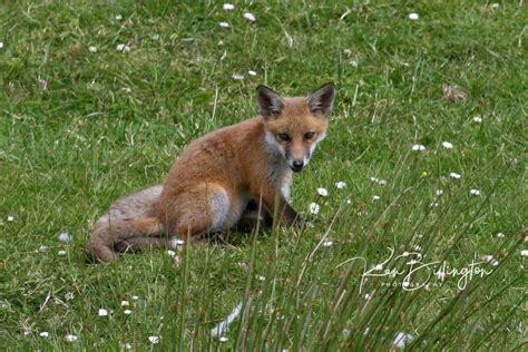 All Alone Red Fox Cub Focusing On Wildlife