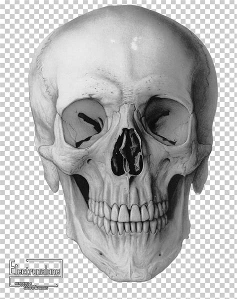 Human Skull Drawing Frontal Bone Homo Sapiens PNG, Clipart, Anatomy