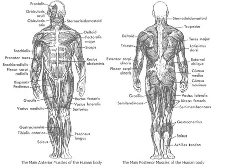 It's not essential to memorize their names, the point is to become aware of. Muscular System - Samantha Trujillo