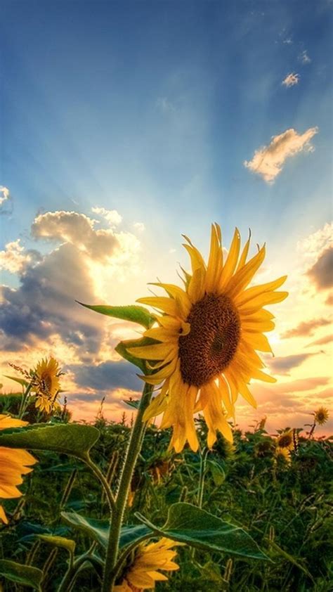 Wonderful Landscape Nature Field With Sunflowers Wallpaper Download