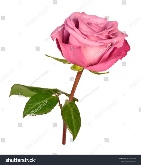 Pink Rose Leaves Isolated Stock Photo 1674137947 Shutterstock