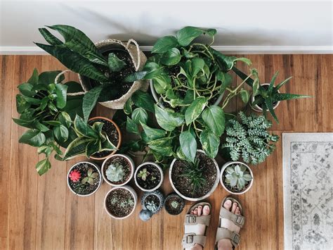 5 Low Maintenance House Plants That Are Hard To Kill Sammy On State