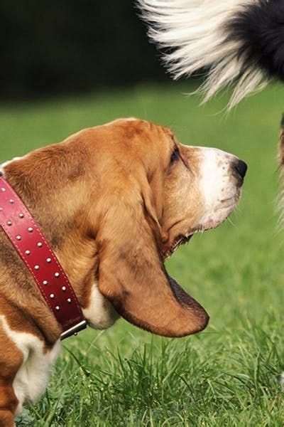 We did not find results for: Why Do Dogs Smell Your Crotch - Wag! | Dog smells, Dogs ...