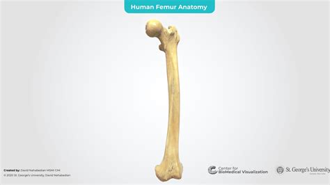 Human Femur Anatomy 3d Scan 3d Model By The Center For Biomedical