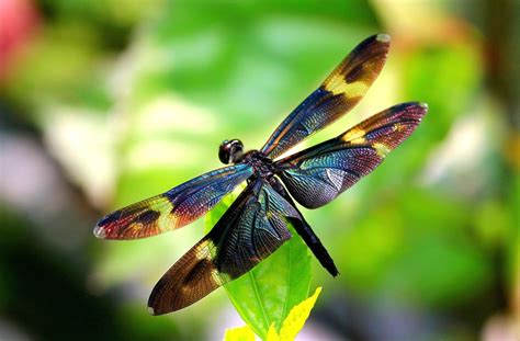 Pretty Dragonfly Backgrounds Wallpaper Cave