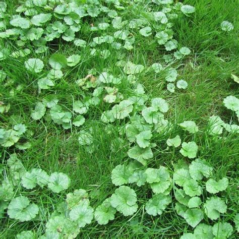 Commonly Found Weeds In Central Indiana Lawn Pride