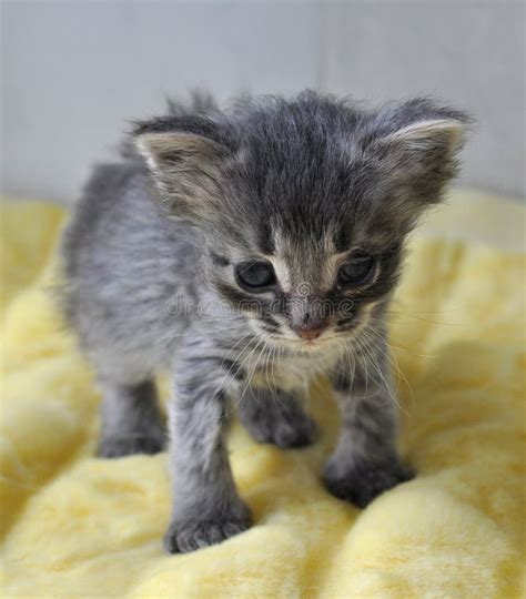 Little Gray Kitten Newborn Stock Photo Image Of Nose 24863406