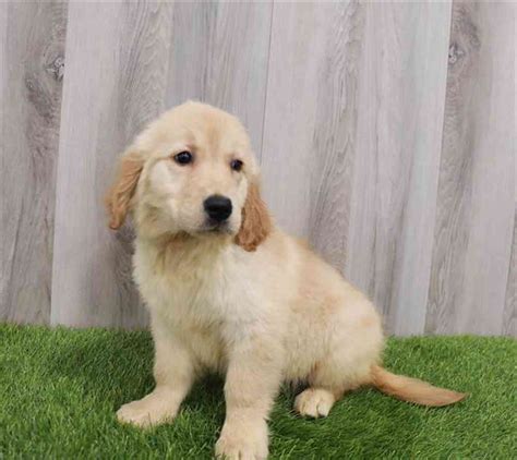 Golden Retriever Puppy For Sale Waggles