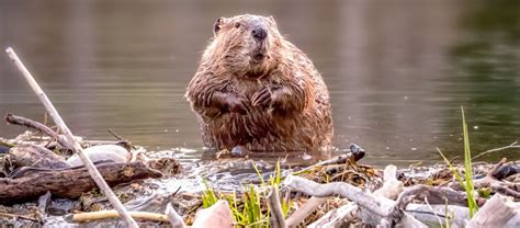 Why Do Beavers Build Dams Bbc Science Focus Magazine