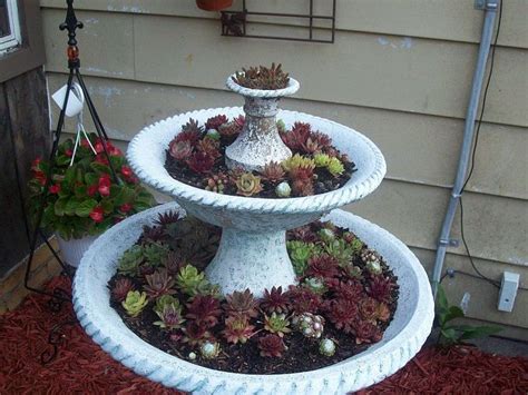 12 Fun Ways To Plant Hen And Chicks Hens And Chicks Unusual Planter