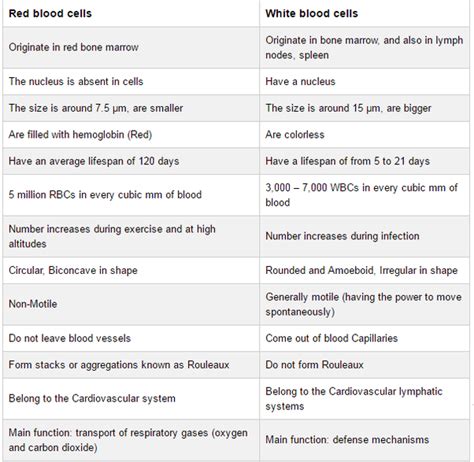 What Is The Difference Between White Blood Cells And Red