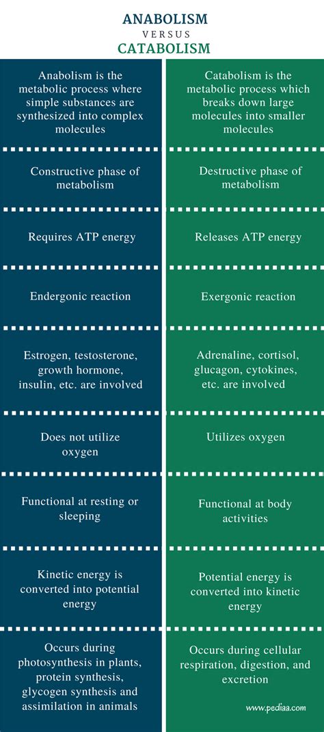 Difference Between Anabolism And Catabolism Definition Processes