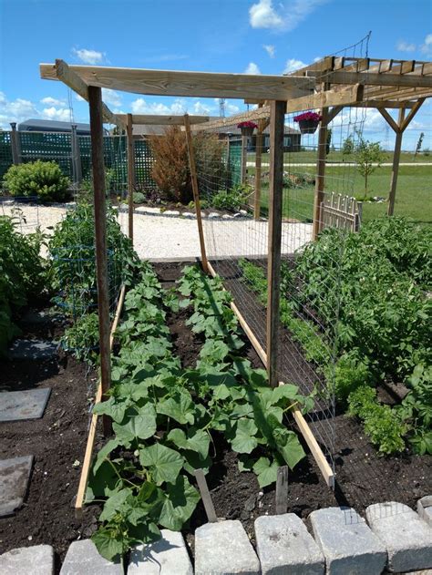 A durable and potentially decorative addition to you garden is a pea arch trellis. Cucumber trellis using scrap lumber and chicken wire ...
