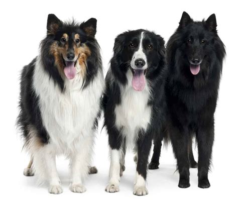 Collie Vs Border Collie Which Is The Right Shepherd Dog For You