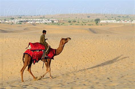 Uk online hire courier delivery. 17 Best images about camel costumes on Pinterest | Snoopy ...