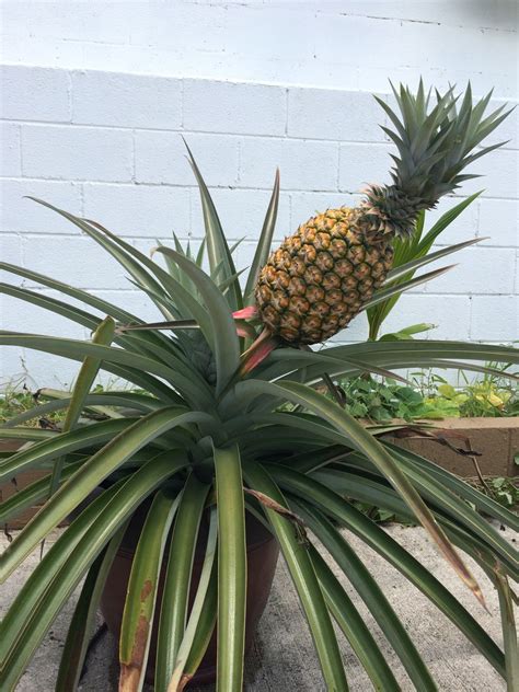 Growing A Pineapple Damian Daily