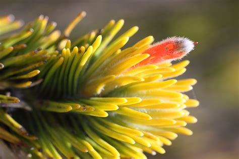 African Plants A Photo Guide Retzia Capensis Thunb