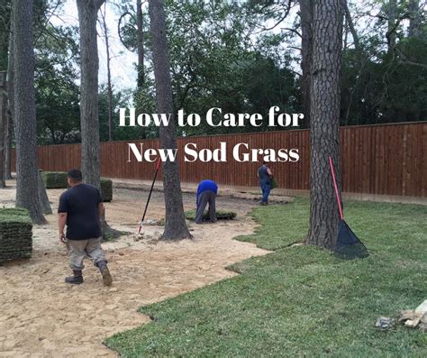 The morning and late afternoon are the best times to water your lawn but remember to adjust your watering schedule to account for rainfall. How to Care for New Sod Grass - Houston Pearland Missouri ...
