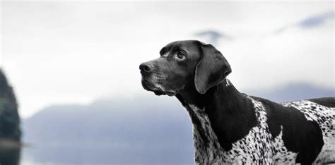 Animal Care Extraordinaire | Animal Hospital | Stuart, FL Vets