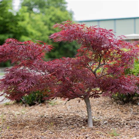 Red Dragon Japanese Maple Amazing Red Color — Plantingtree