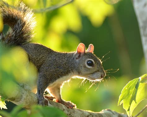Gray Squirrel Outdoor Alabama