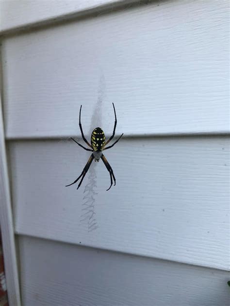 A quick note, the three spider varieties covered here are venomous. Unidentified spider in Johnson City , Tennessee United States