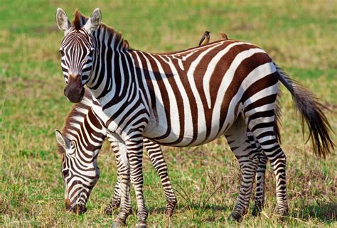 What Is A Zebra With Pictures