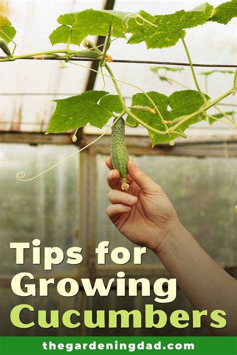 How To Grow Cucumbers From Seed Easy Tips Growing Cucumbers